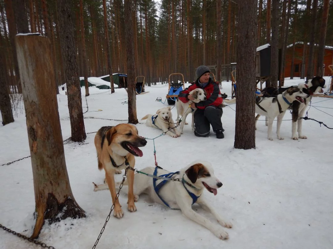 Husky's on duty Eräkeskus Lodge Finnland