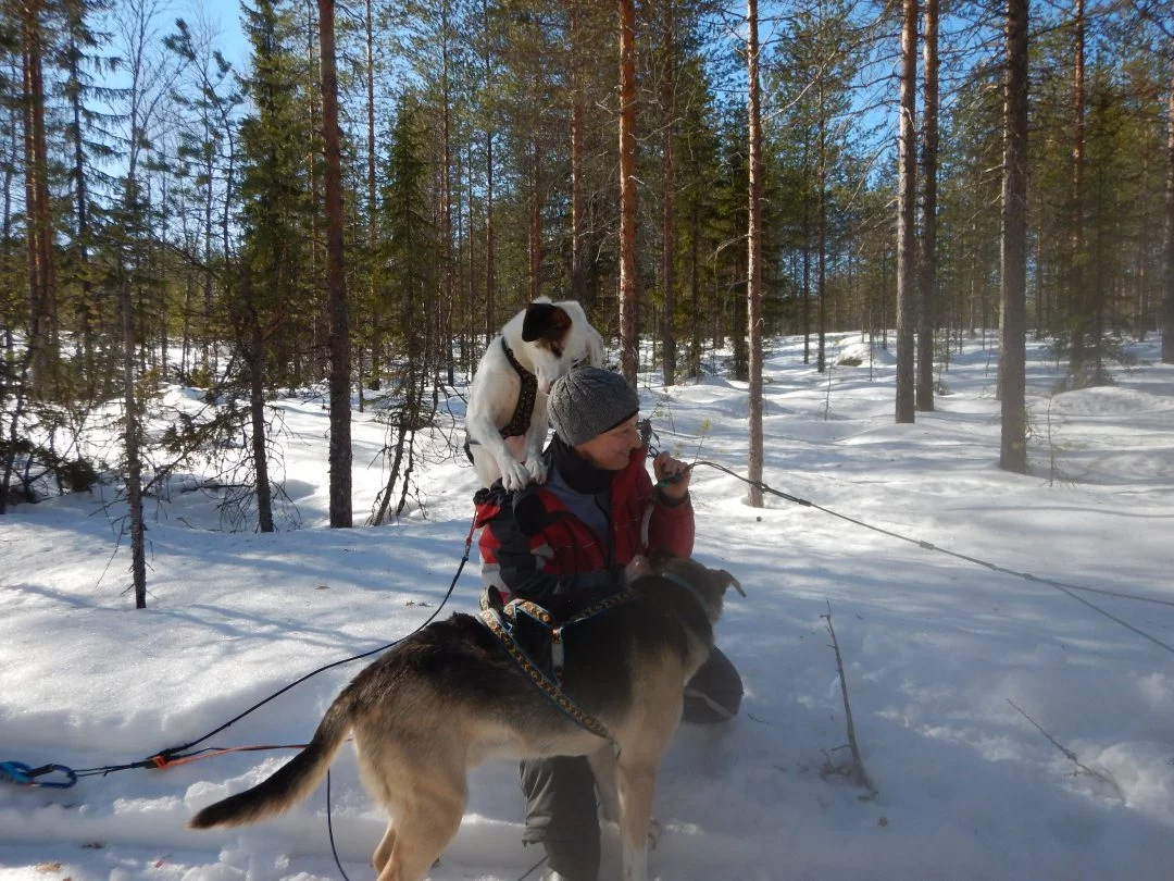 Husky Eräkeskus Lodge Finnland