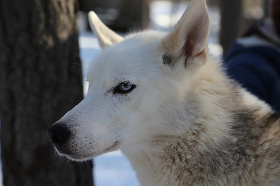 Husky Eräkeskus Lodge Finnland