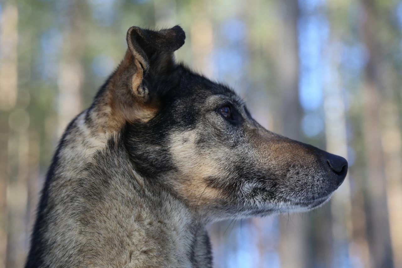Husky Eräkeskus Lodge Finnland