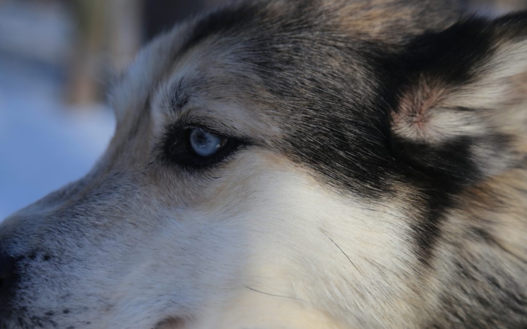 Hundeschlittentouren in Karelien — Eräkeskus Lodge