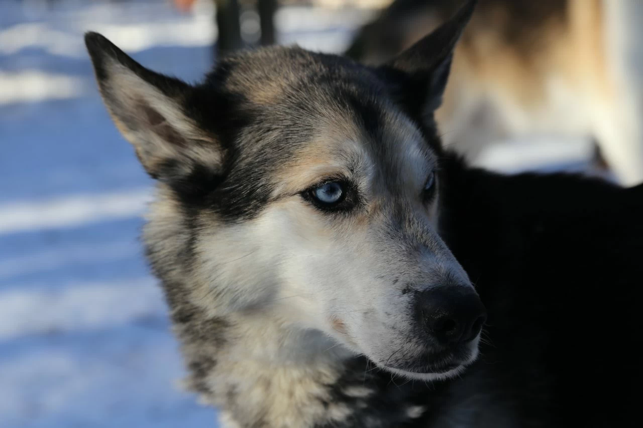 Schlittenhunde Eräkeskus Lodge Finnland