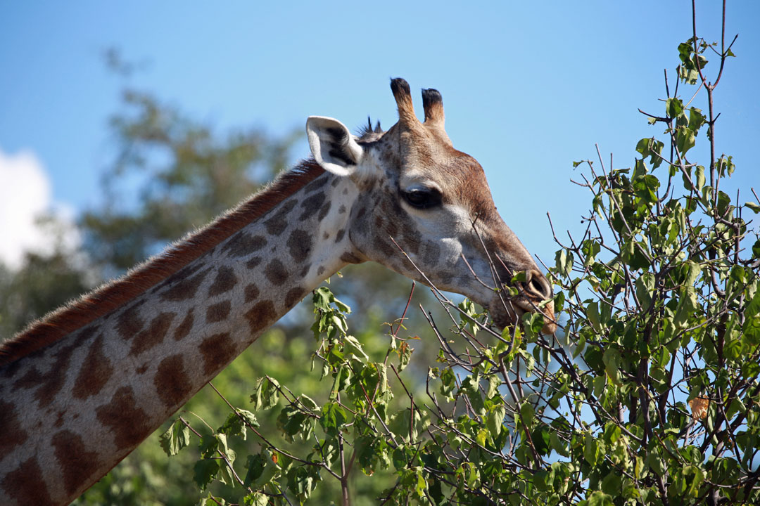 Chobe Nationalpark Giraffe Botswana