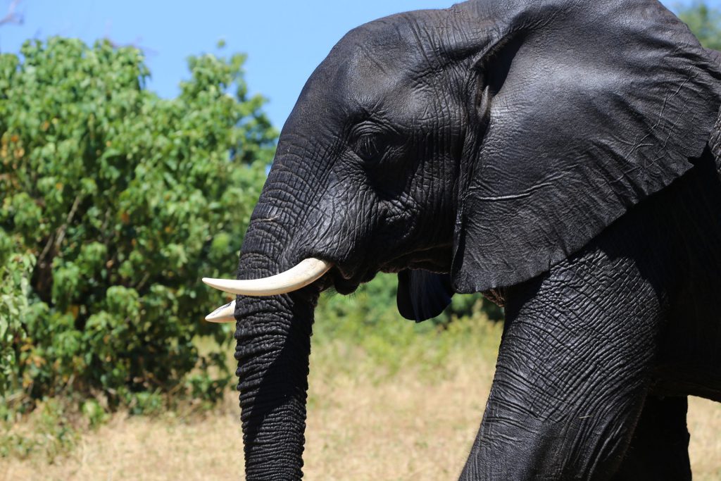Chobe-River-Elefant-Botswana