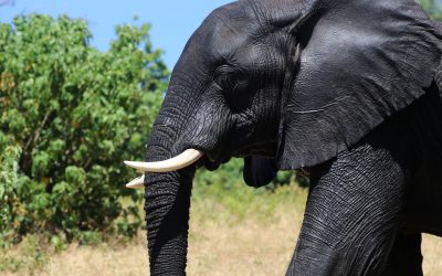 Tierische Erlebnisse im Chobe Nationalpark Kasane