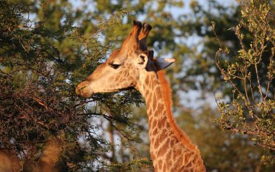 Etosha Nationalpark — Namutoni Camp