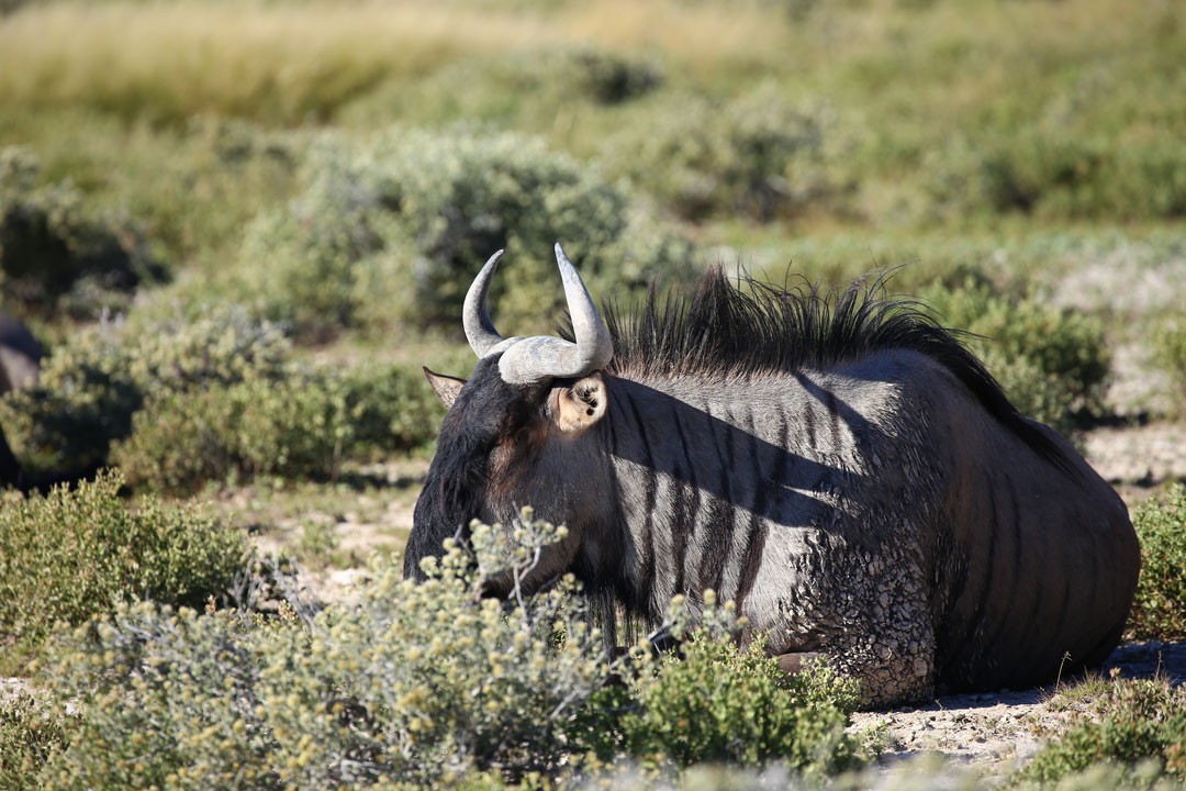 Etosha Nationalpark Gnu Namibia
