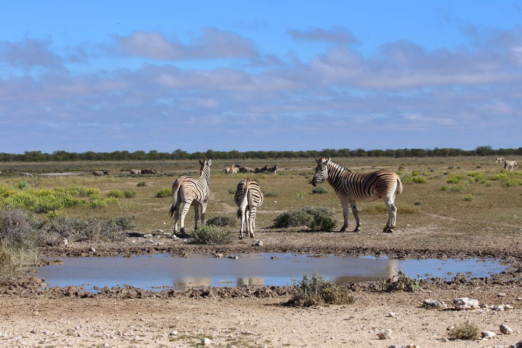 Etosha-Nationalpark-Zebra-Wasserloch-Namibia