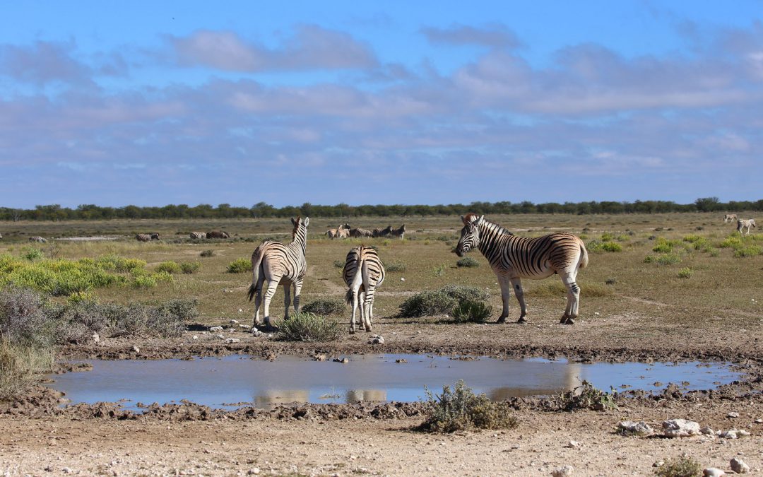 Etosha-Nationalpark-Zebra-Wasserloch-Namibia