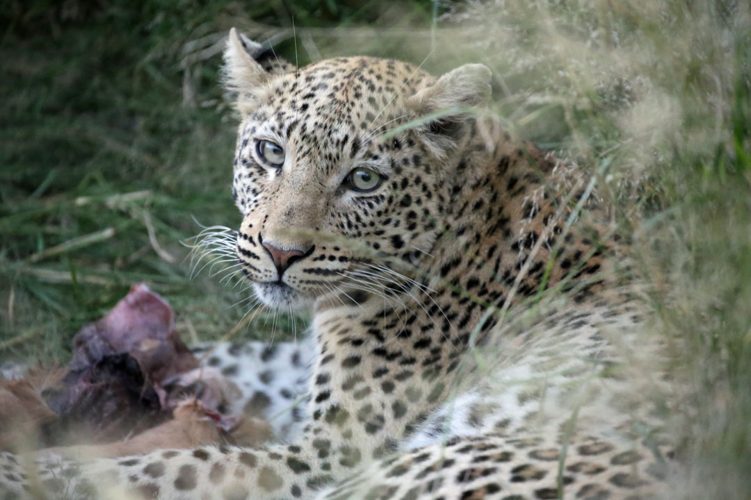 Okonjima Lodge Leopard Safari Namibia