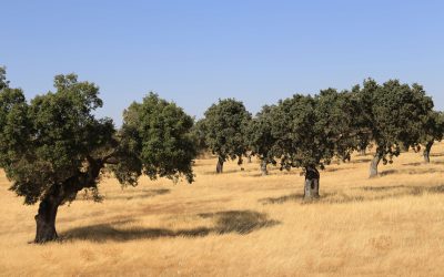 Entschleunigen im Naturpark Sierra del Norte de Sevilla