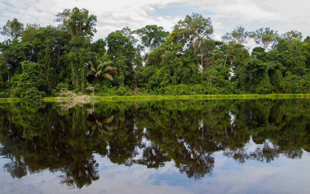 Dschungel Amazonas Kolumbien