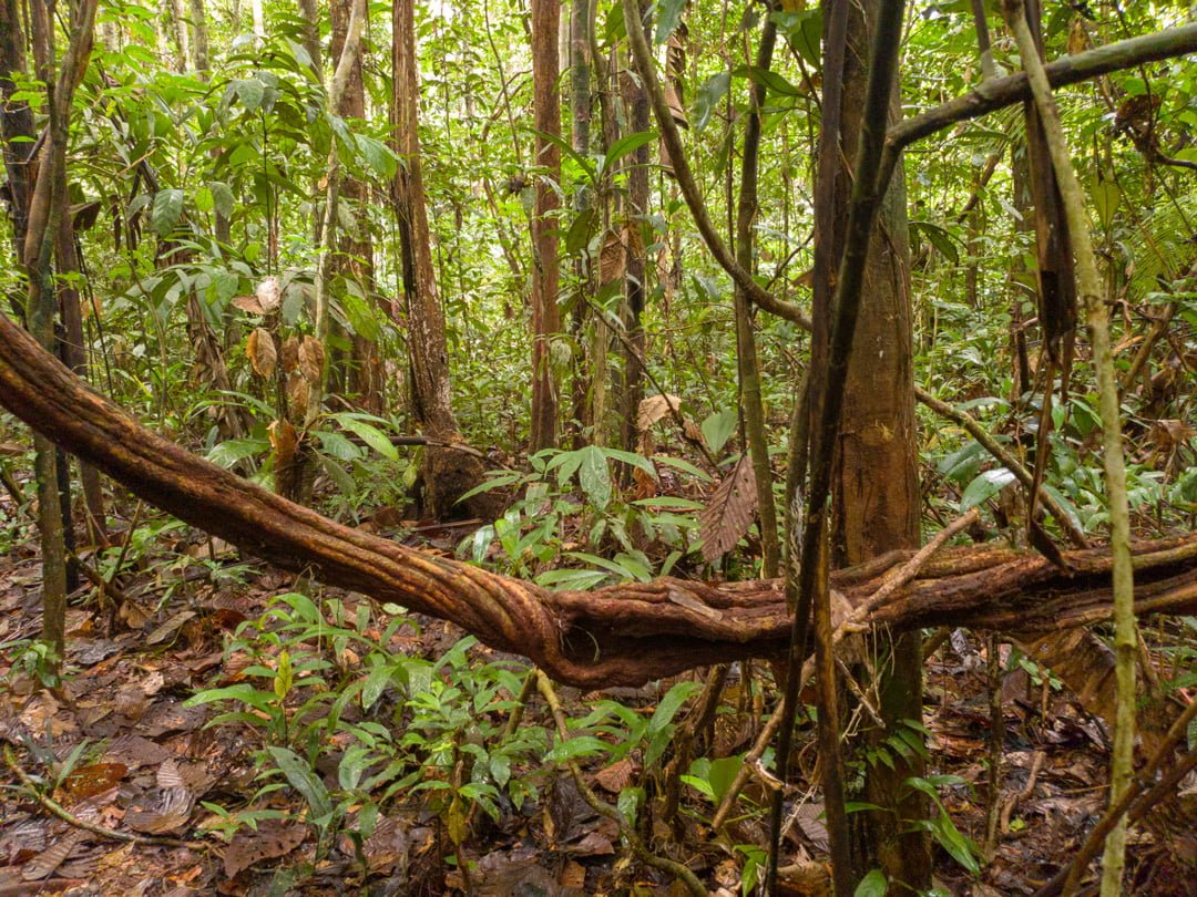 Amazonas Jungle Tanimboca