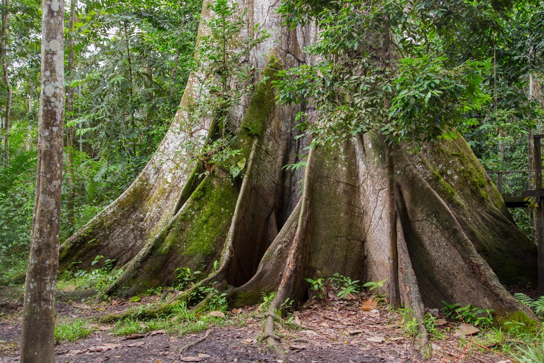 Riesenbaum Marasha Naturschutzgebiet
