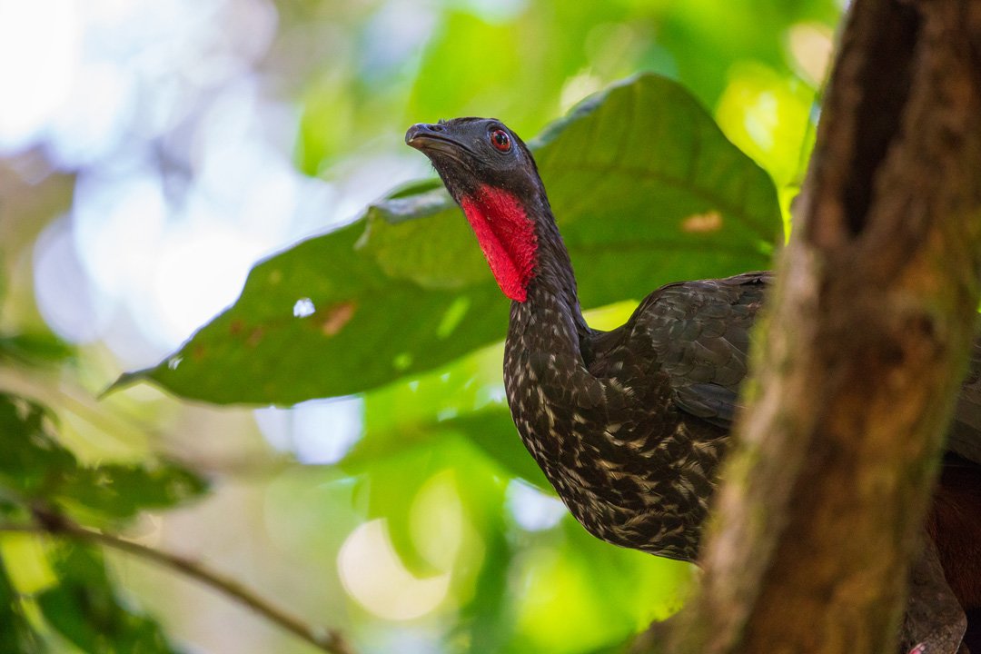 Corcovado Nationalpark Crested Guan