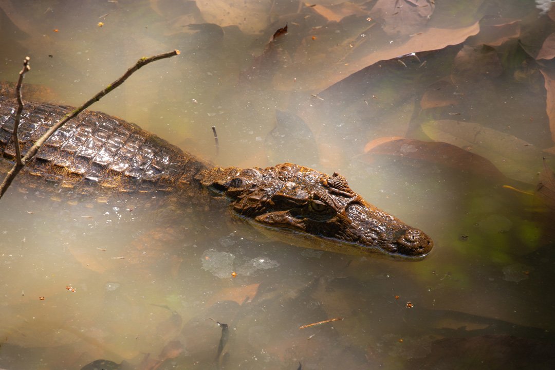 Corcovado Nationalpark Kaiman-Krokodile