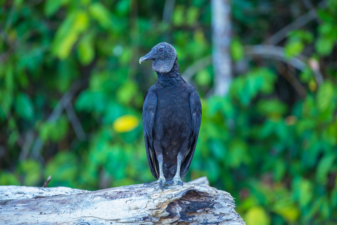 Corcovado Nationalpark Black Vulture