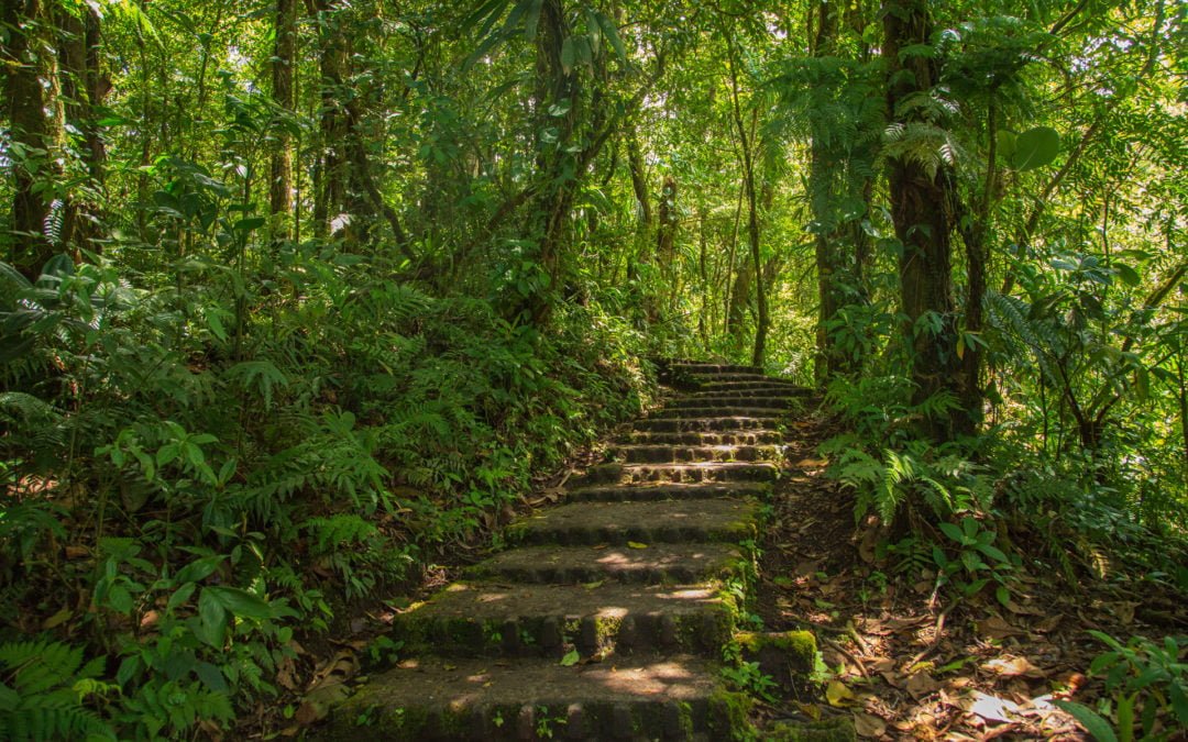 Selvature Naturpark Monteverde Costa Rica