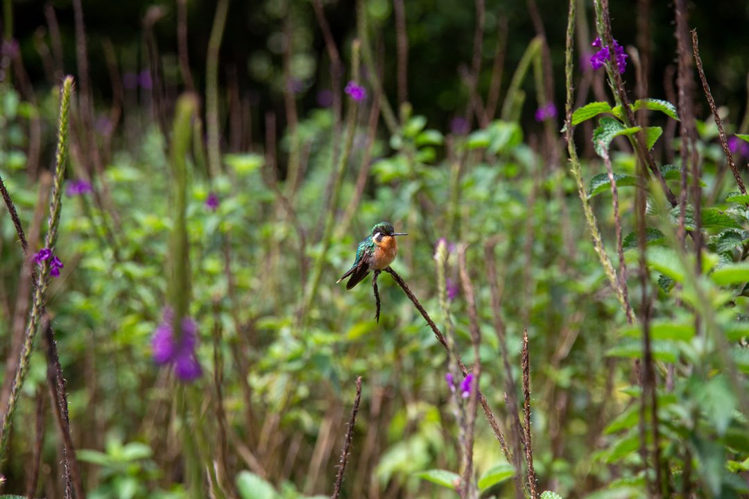 Silencio Lodge Hummingbird Garden