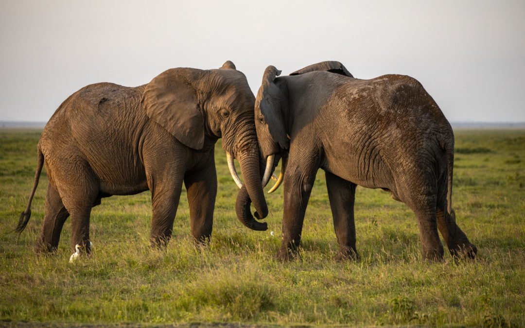 Elefanten im Amboseli Nationalpark Kenia