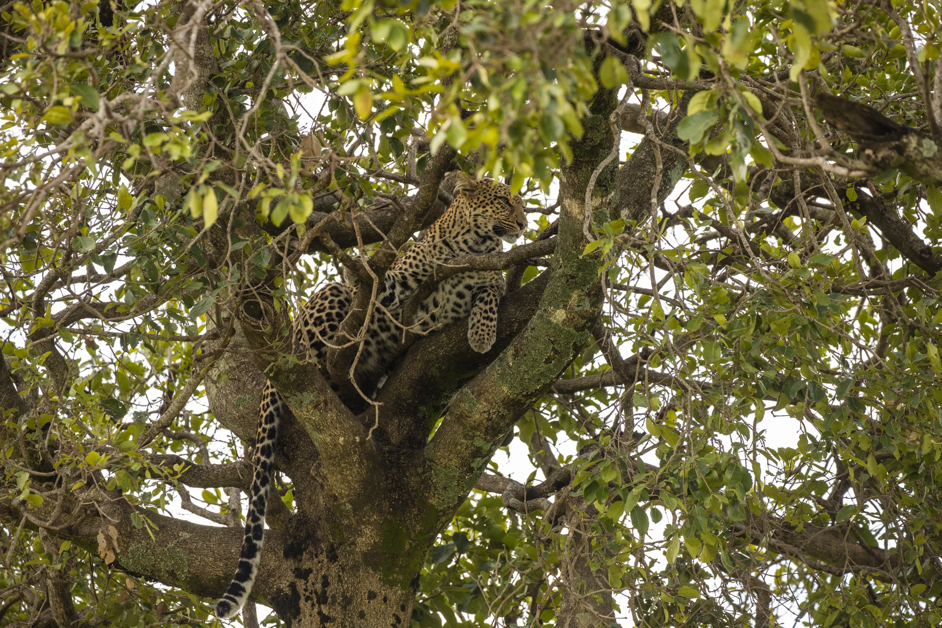 Leopard  Mara North Conservancy