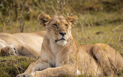 Safari im Mara North Conservancy
