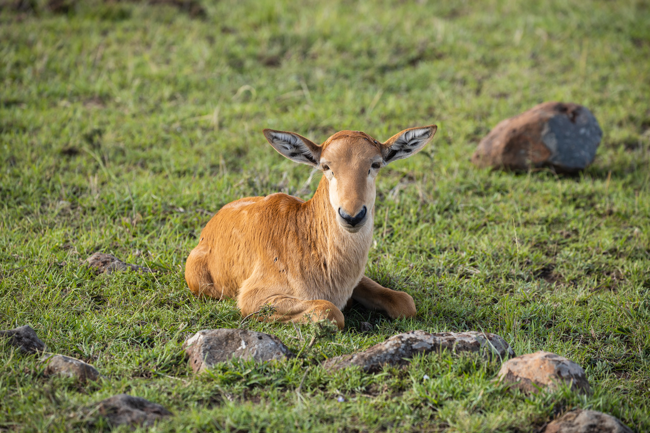 Topi Masai Mara