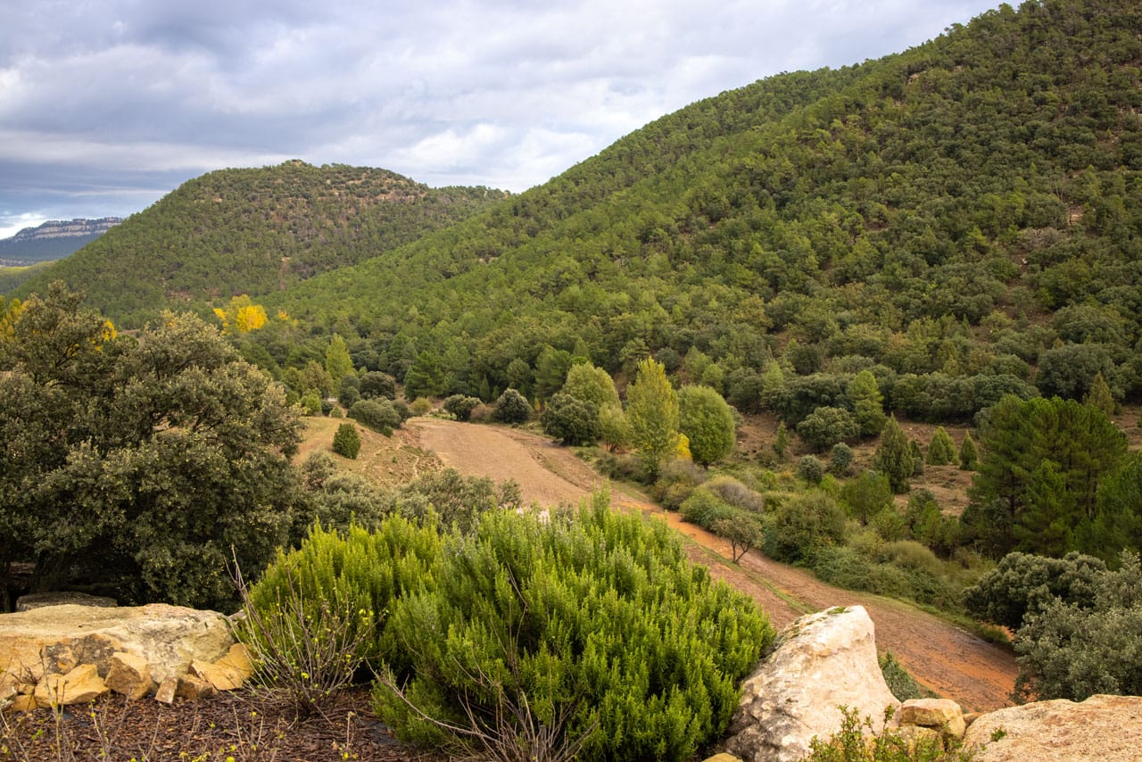 Ausblick-von-der-Maisa-Palomar Ausblick auf die bewaldeten Bergen vom Hotel Maisa El Palomar