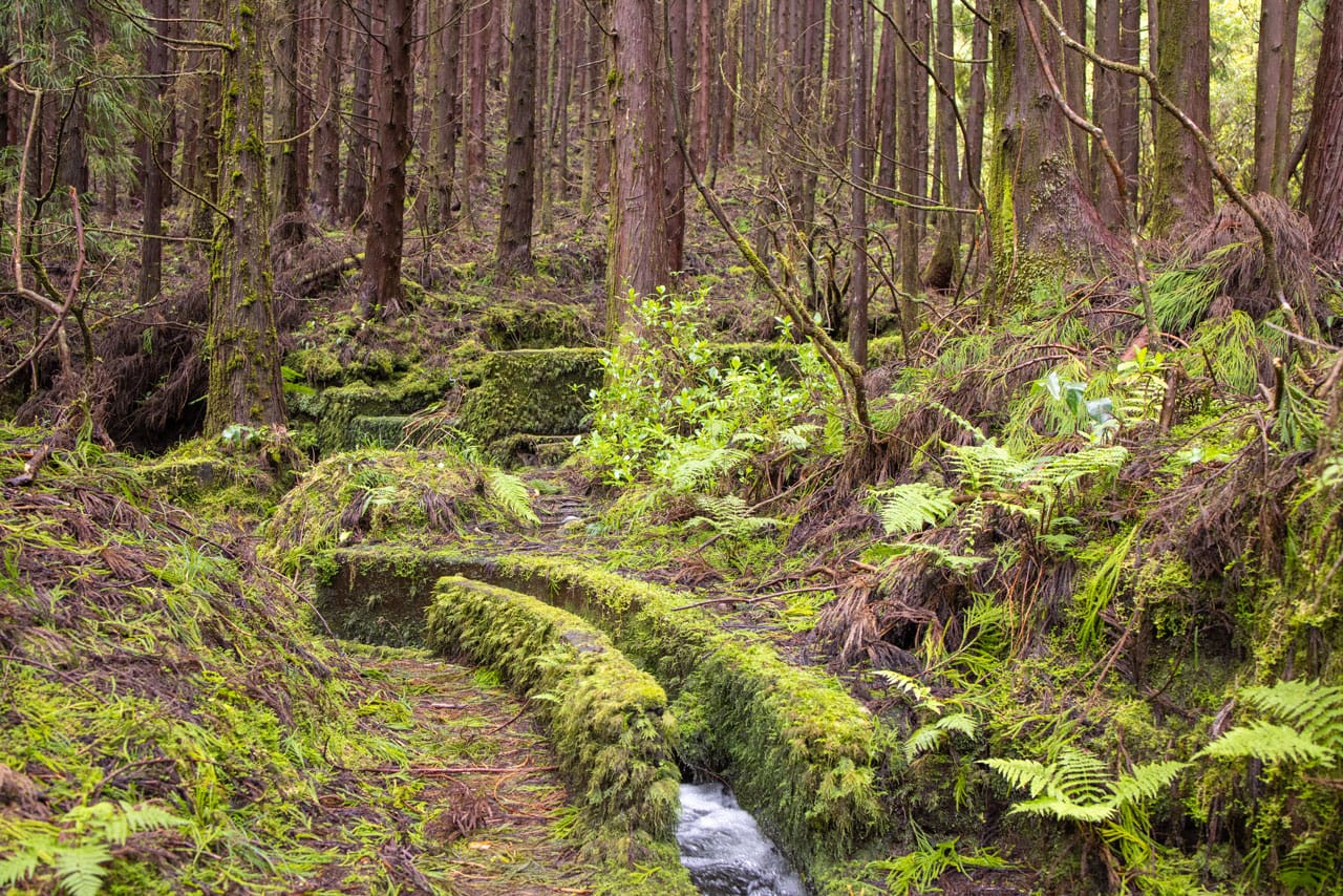 Levada Trail Faial Vermooster Wald von japanischen Sicheltannen entlang der Levada
