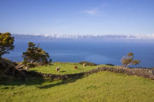Grüne Matten mit Kühen, blaues Meer und Sicht auf Sao Jorge