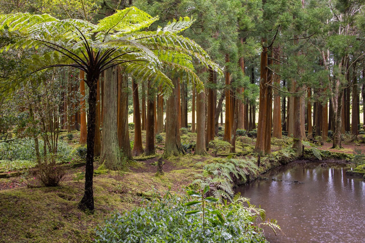 Sete Fontes Forest Park Riesenfarn im Sete Fontes Forest Park